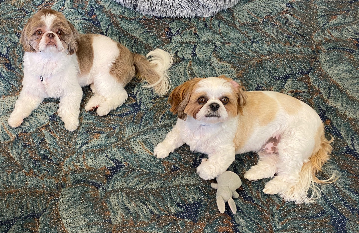 Ollie and Rory Out two Shih Tzus chill in the keys vacation rentals pet friendly Florida Keys Real Estate Beating the heatwave