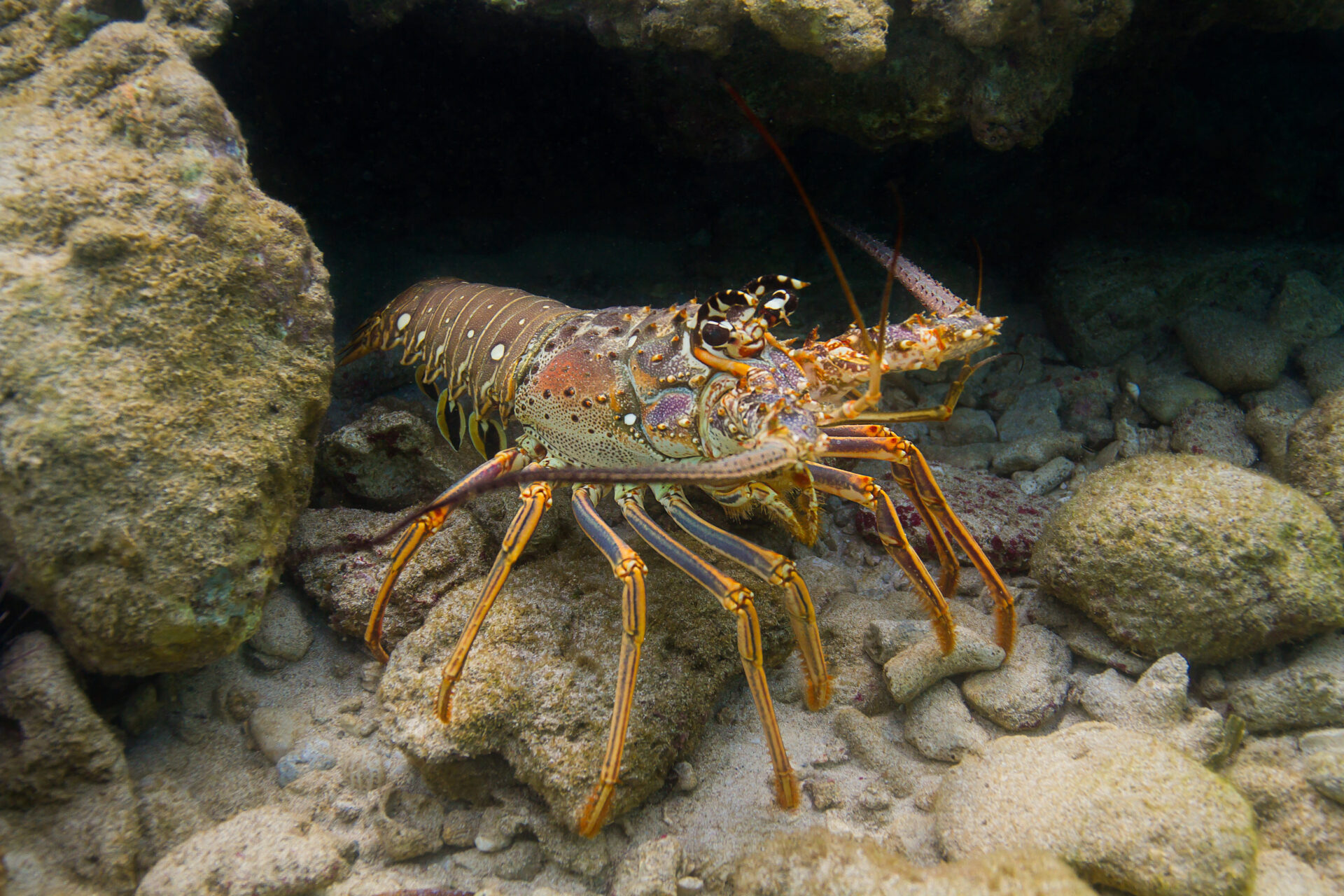 Spiny Lobster or Florida Lobster July Rentals Vacation Rentals